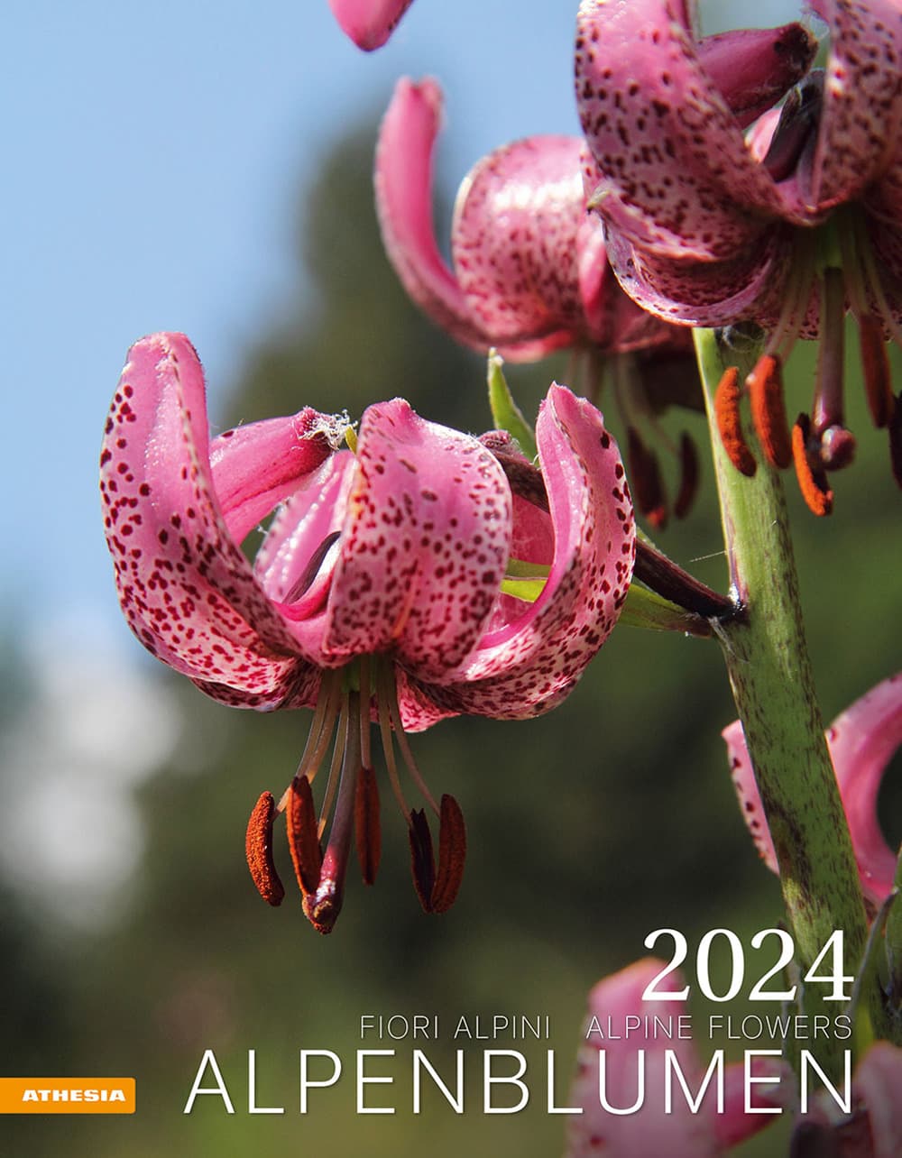 Alpenblumen-Fiori alpini-Alpine flowers. Calendario 2024