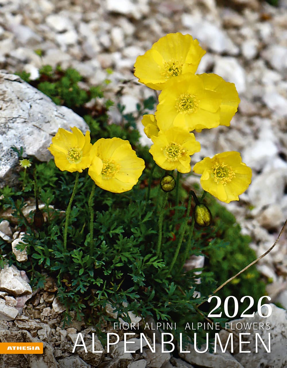 Alpenblumen. Fiori alpini. Calendario grande 2026