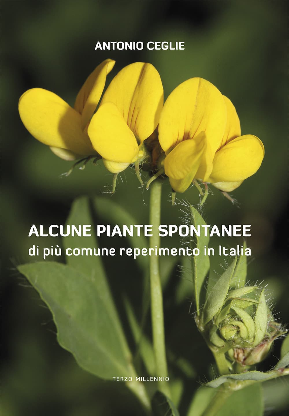 Alcune piante spontanee di più comune reperimento in Italia